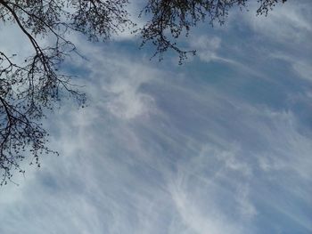 Low angle view of tree against sky