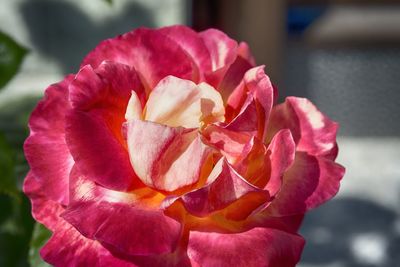 Close-up of rose blooming outdoors