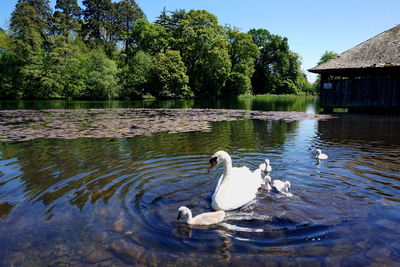 Swan floating on lake