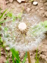 Close-up of dandelion