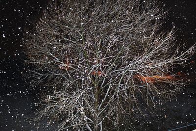 Low angle view of illuminated tree at night