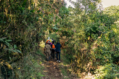 Rear view of man walking in forest