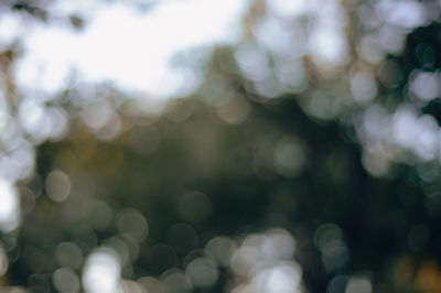 Defocused image of plants on sunny day