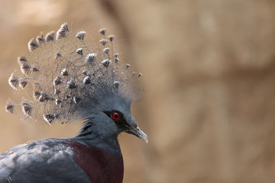 Close-up of bird