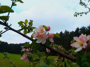 Close-up of pink flowers blooming on tree against sky