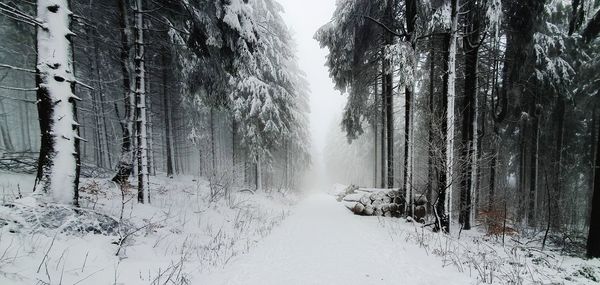 Snow covered land and trees in forest