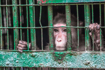 Close-up of monkey which says monkey looking with hope for freedom
