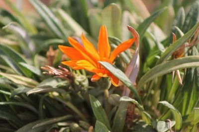 Close-up of orange flower