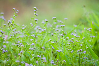 Close-up of plants growing in field