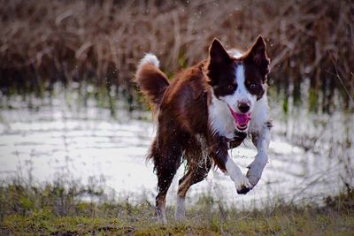 Portrait of dog on grassy field