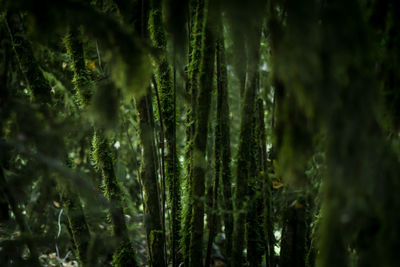 Close-up of bamboo trees in forest