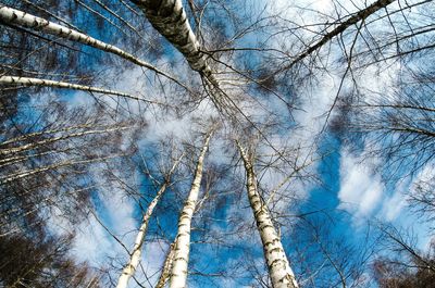 Low angle view of bare trees against blue sky