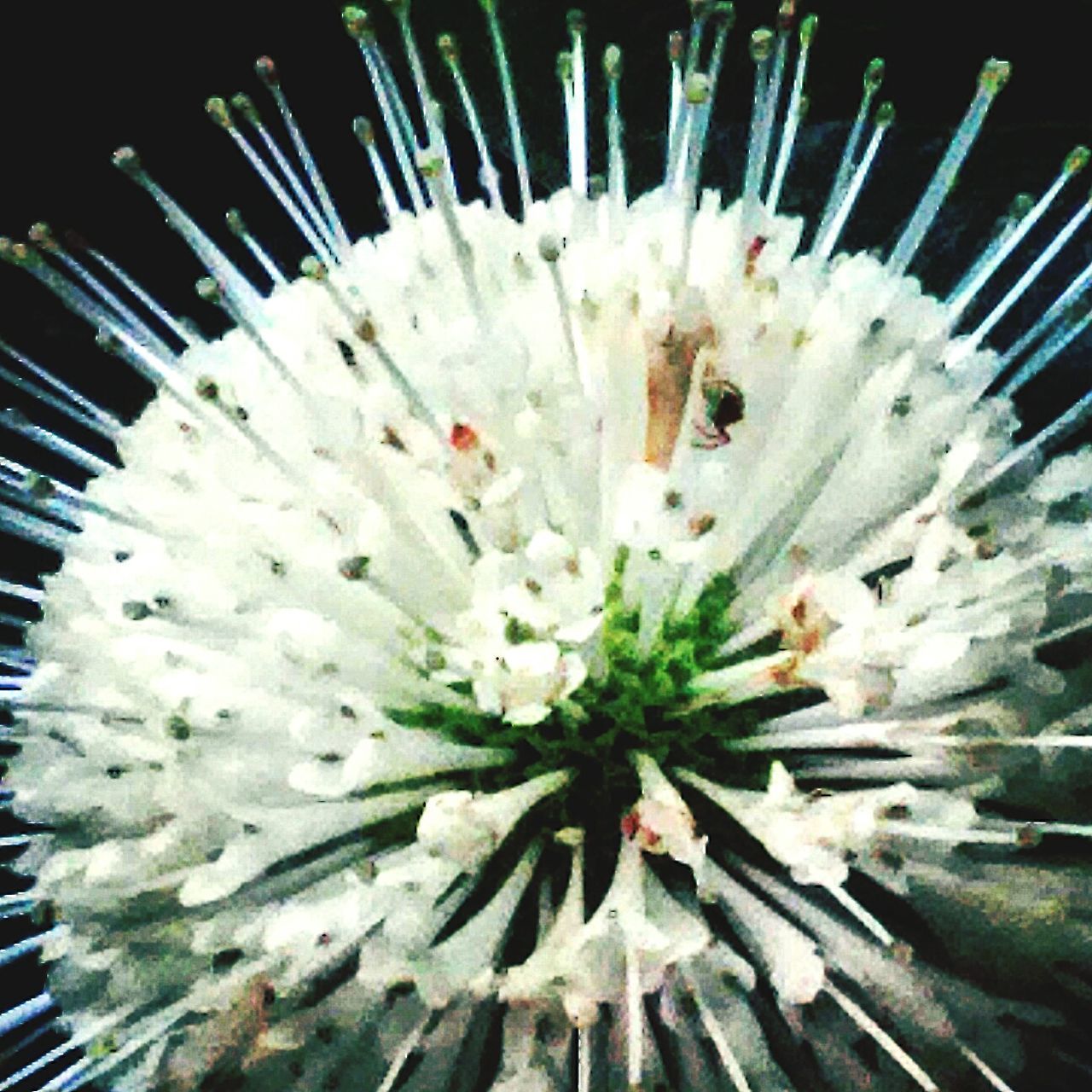 flower, flower head, freshness, fragility, petal, growth, beauty in nature, white color, close-up, nature, single flower, pollen, blooming, plant, high angle view, in bloom, stamen, outdoors, white, no people