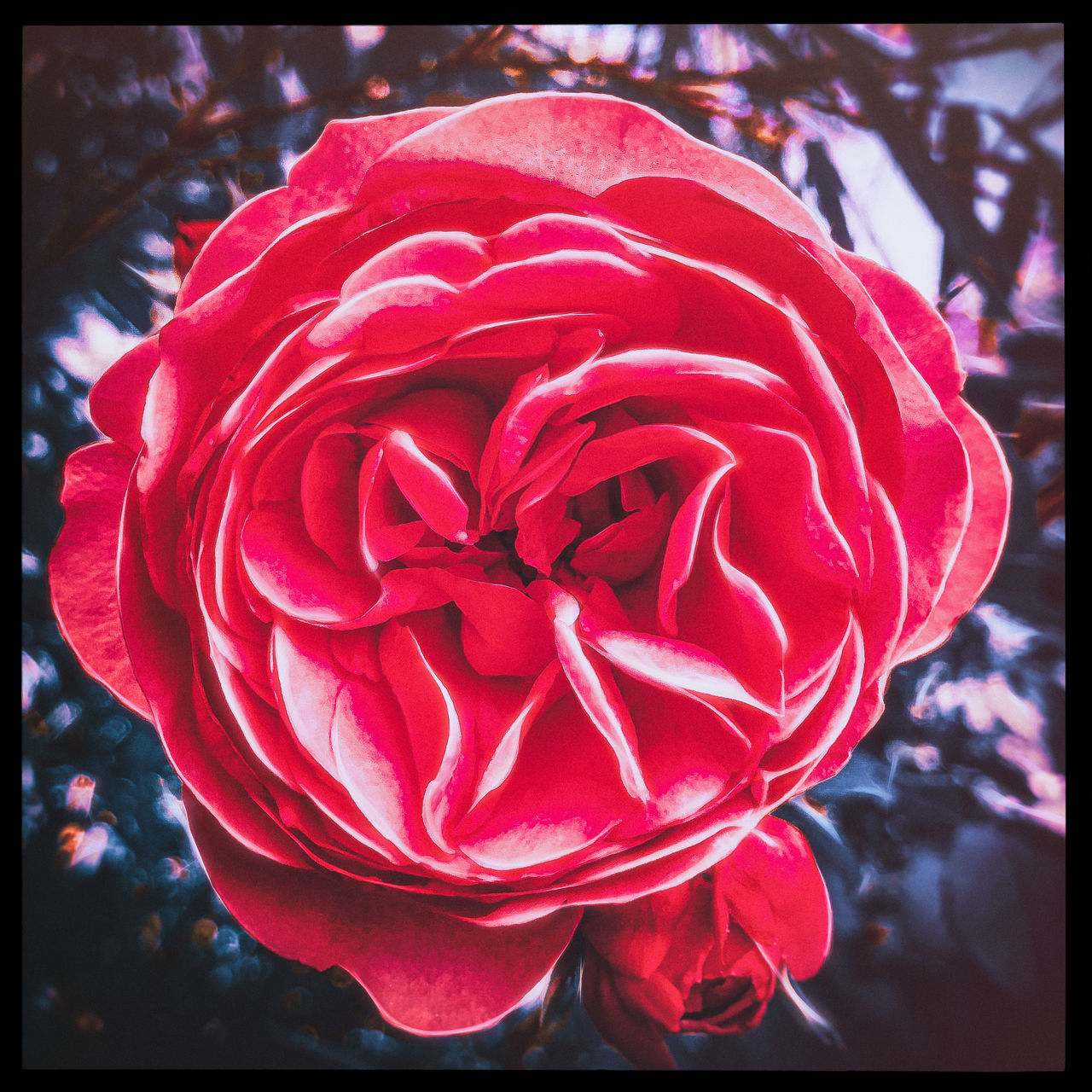 CLOSE-UP OF RED ROSE IN BLOOM