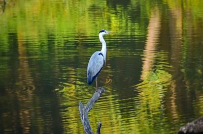 High angle view of gray heron on lake