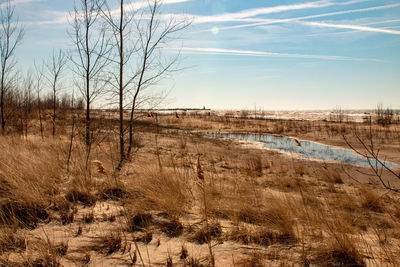 Bare trees on field against sky