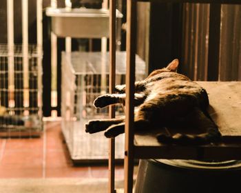 Close-up of cat relaxing on wooden plank