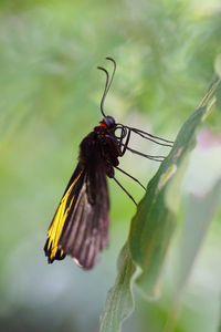 Close-up of butterfly pollinating flower