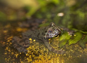 Close-up of frog in water