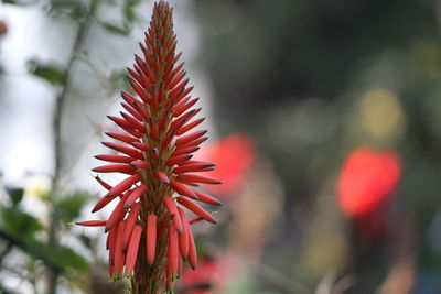 Close-up of red flowering plant