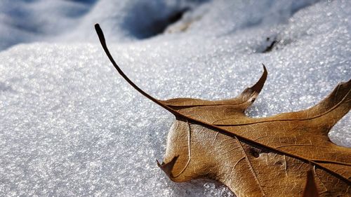Close-up of dried leaf on snow