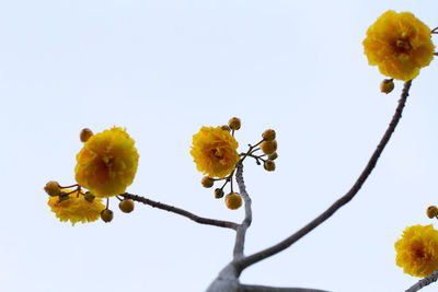 Low angle view of yellow flowers against clear sky