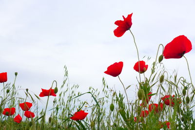 Red poppy flowers growing on field against sky