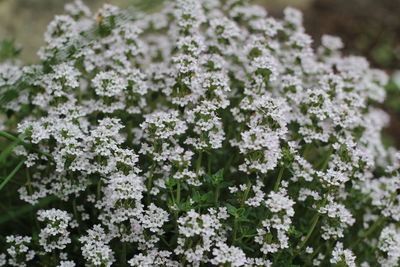 Close-up of white flowering plants
