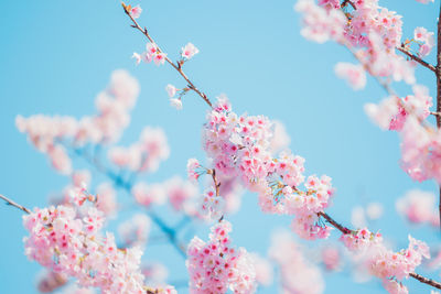 Low angle view of pink cherry blossom