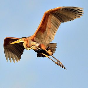 Low angle view of bird flying against clear sky