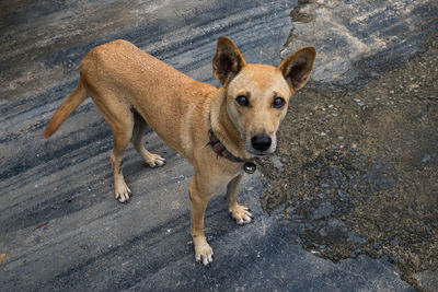 High angle portrait of dog relaxing outdoors