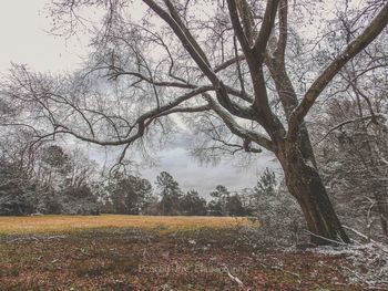 Bare trees on field during foggy weather