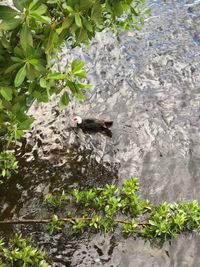 High angle view of bird in water
