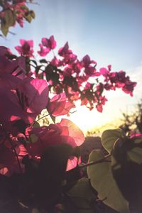 Close-up of pink flowering plant against sky