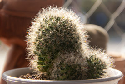 Close up thorny cactus in garden