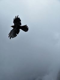 Low angle view of bird flying against sky above the cloudy mountains 