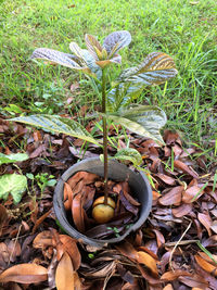 High angle view of flowering plant on field