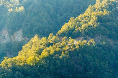 High angle view of trees in forest