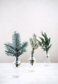 Festive eco-friendly environmentally friendly christmas. sustainable green xmas. branches of