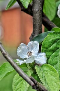 Close-up of white flowering plant