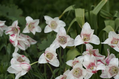 Close-up of flowers blooming outdoors