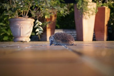 Close-up of a hedgehog on a terrace infron of plant pots
