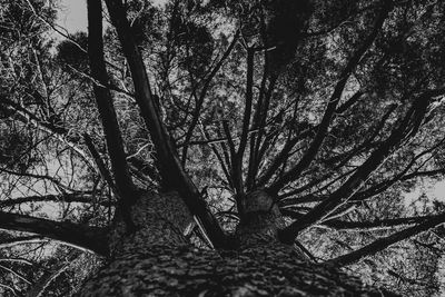 Low angle view of bare trees in forest