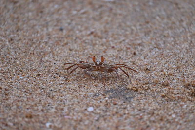 High angle view of spider on sand