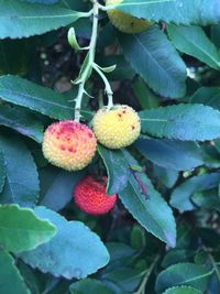 Close-up of flowers