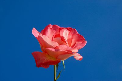 Close-up of pink rose against blue sky