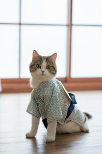 Cat sitting on floor