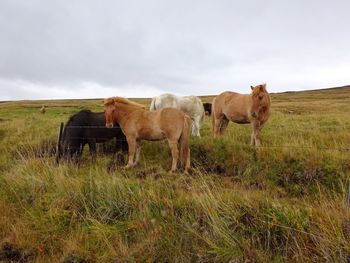 Horses in a field