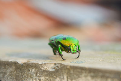 Close-up of insect 