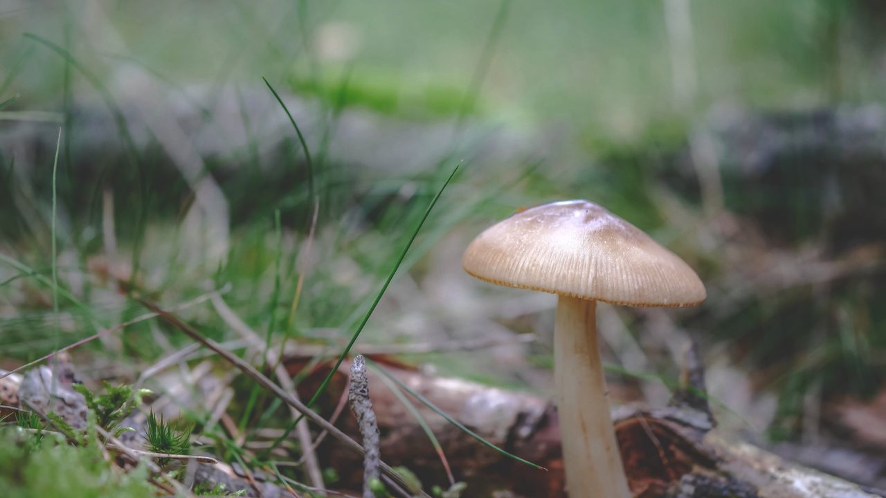 mushroom, fungus, nature, toadstool, growth, beauty in nature, close-up, outdoors, fly agaric, day, freshness, focus on foreground, fragility, no people, grass, fly agaric mushroom